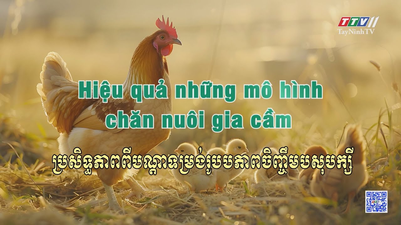 Hiệu quả những mô hình chăn nuôi gia cầm | Nông nghiệp Tây Ninh | TayNinhTVToday